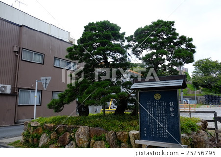 濱松城堡盔甲松樹 濱松城堡盔甲松樹 25256795