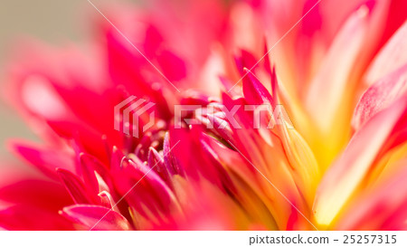 Dahlia 25257315