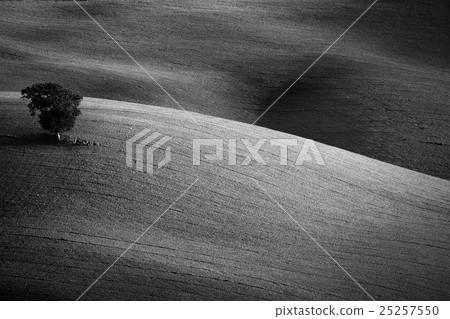 Concept Landscape - Single old Tree  25257550