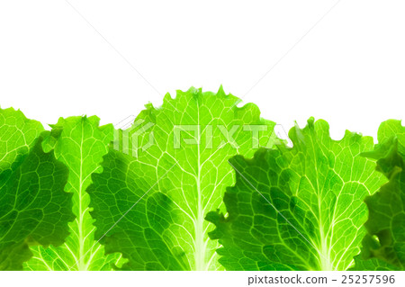 Fresh Lettuce Border / leaves isolated on white Fresh Lettuce Border / leaves isolated on white 25257596