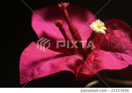 Macro on white floret of red bougainvillea flower 25257698