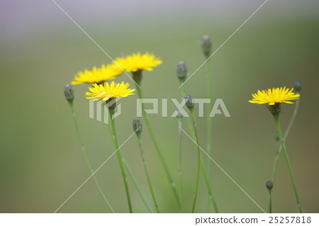 Yellow flower 25257818