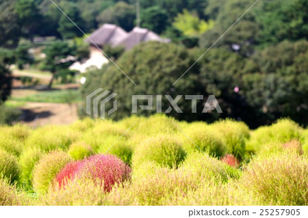 Kokia Kokia 25257905