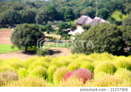 Kokia Kokia 25257906