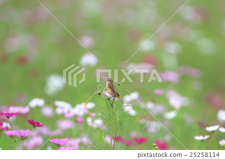 Nobitaki和Cosmos 25258114