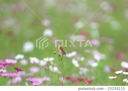 Nobitaki和Cosmos 25258115