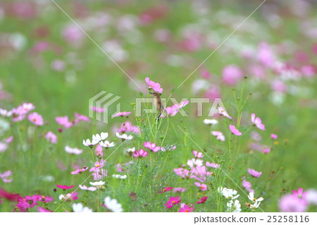 Nobitaki和Cosmos 25258116