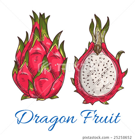 Exotic tropical dragon fruit or pitaya sketch Exotic tropical dragon fruit or pitaya sketch 25258652