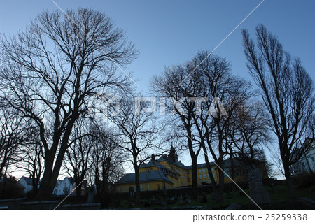 Alesund's tree 25259338