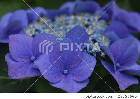 藍色繡球花 25259669