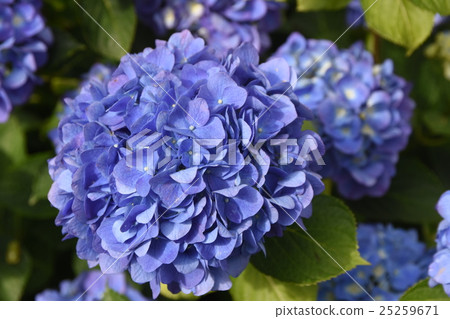 藍色繡球花 25259671