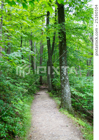 Forrest in upstate NYC Forrest in upstate NYC 25260504