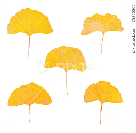 Ginkgo biloba leaf Ginkgo biloba leaf 25260865