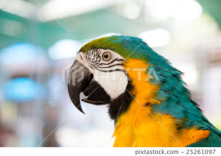 close up of blue-and-yellow macaw (Ara ararauna) close up of blue-and-yellow macaw (Ara ararauna) 25261097