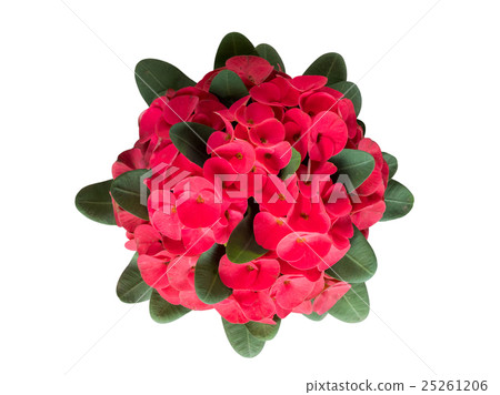 Red crown of throns flowers, Euphorbia milli Red crown of throns flowers, Euphorbia milli 25261206