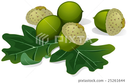 acorns vector 25261644