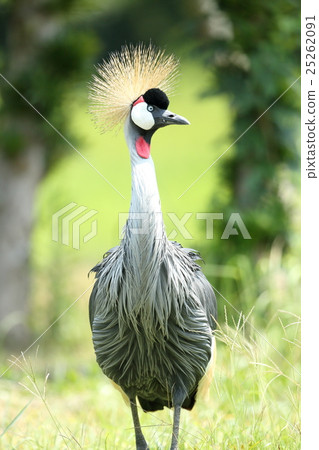 White-crowned crane 25262091