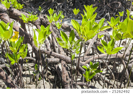 Mangroves in Andaman beach, India Mangroves in Andaman beach, India 25262492