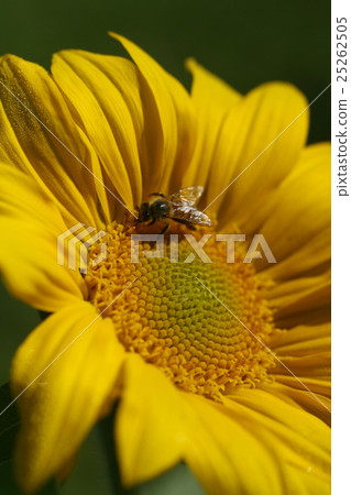 花 蜜蜂 授粉 25262505