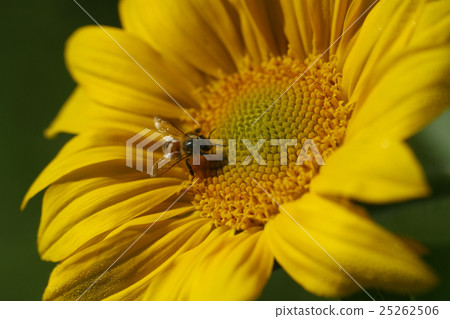 Flower bee pollination 25262506