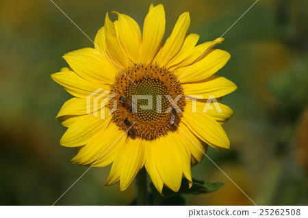 Flower sunflower bee pollination 25262508