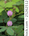 植物 含羞草 紫 開花 25262512
