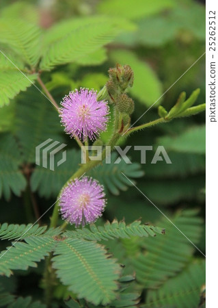 Plant mimosa purple blossom 25262512