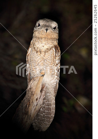 Common Potoo, Nyctibius griseus, nocturnal tropic 25262645