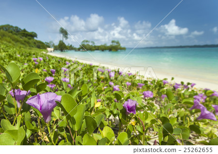 Nail Island, Andaman Islands, India 25262655