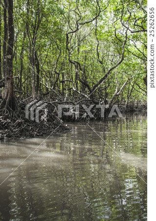 Mangrove tree at Havelock island, India 25262656