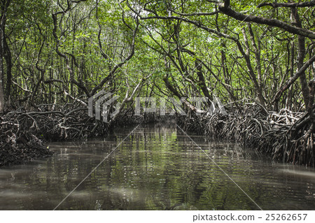 Mangrove tree at Havelock island, India Mangrove tree at Havelock island, India 25262657