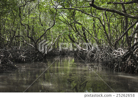 Mangrove tree at Havelock island, India Mangrove tree at Havelock island, India 25262658