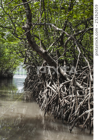 Mangrove tree at Havelock island, India 25262659
