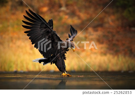 White-tailed Eagle, Haliaeetus albicilla 25262853