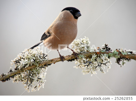 Bullfinch, Pyrrhula pyrrhula, sitting  25262855