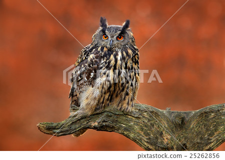 Eurasian Eagle Owl, Bubo Bubo, sitting 25262856