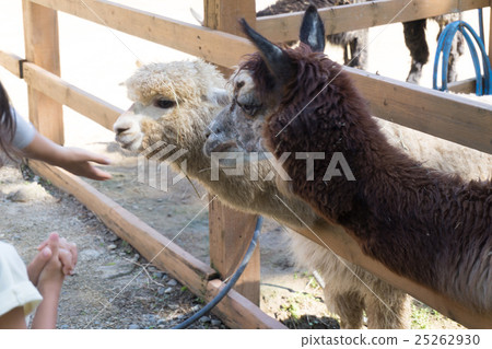 Yamakoshi's alpaca 25262930