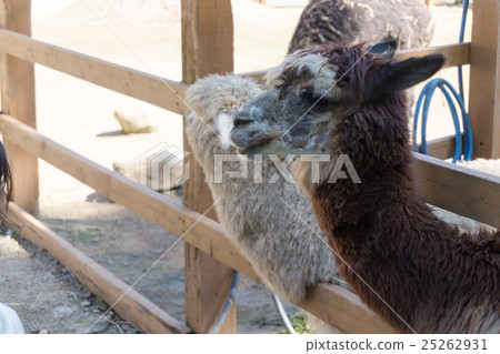Yamakoshi's alpaca 25262931
