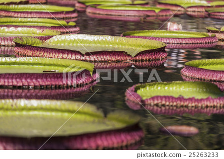 Victoria Regia, the world's largest leaves, of Ama 25263233