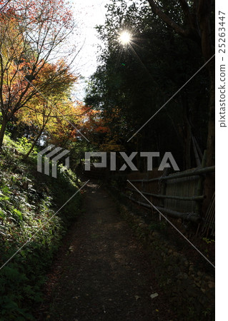 Sho-zan's autumn leaves Sho-zan's autumn leaves 25263447