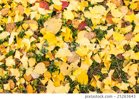 fallen leaves of ginkgo 25263643