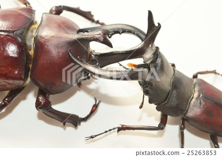 Domestic beetle versus domestic beetle fight white background Domestic beetle versus domestic beetle fight white background 25263853