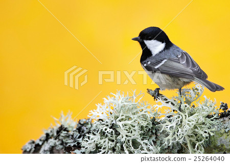 Coal Tit, songbird sitting on beautiful lichen Coal Tit, songbird sitting on beautiful lichen 25264040