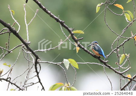 一隻翠鳥，堅持櫻花 25264048