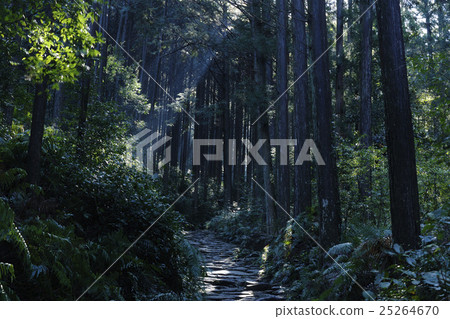 [熊野工道] Magoshi Pass 25264670