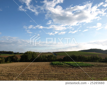 The scenery of the hills of Biei 25265660