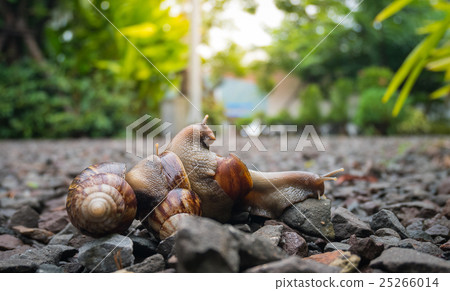 Snail family wark in the garden with sun light 25266014