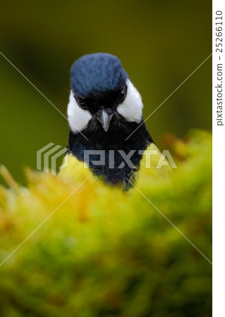Detail head portrait of bird, Great Tit 25266110