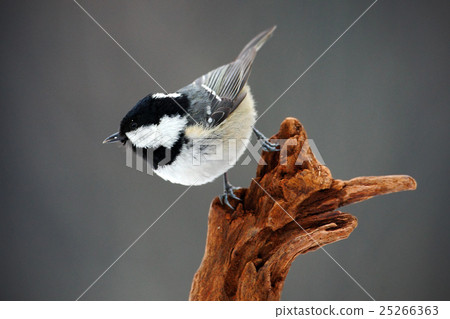 Coal Tit, Parus ater, cute blue and songbird Coal Tit, Parus ater, cute blue and songbird 25266363