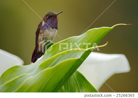 Volcano Hummingbird, Selasphorus flammula 25266365